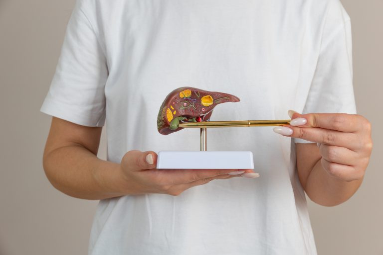 Female doctor holding a model of Human liver